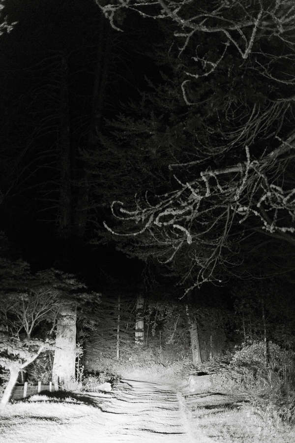 dark forest scotland