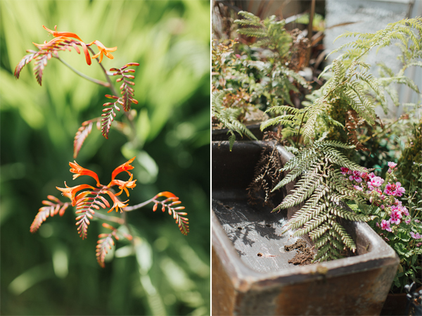 garden flowers