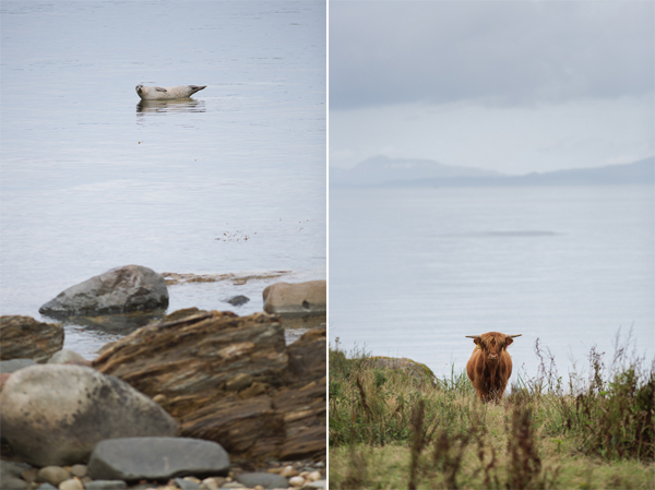 seal and highland cow near crear wedding venue