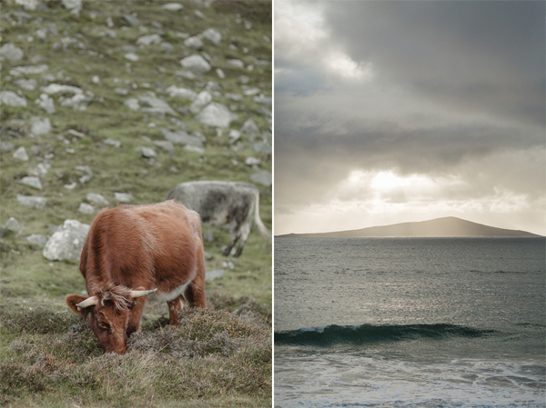 highland cows and waves at island of harris