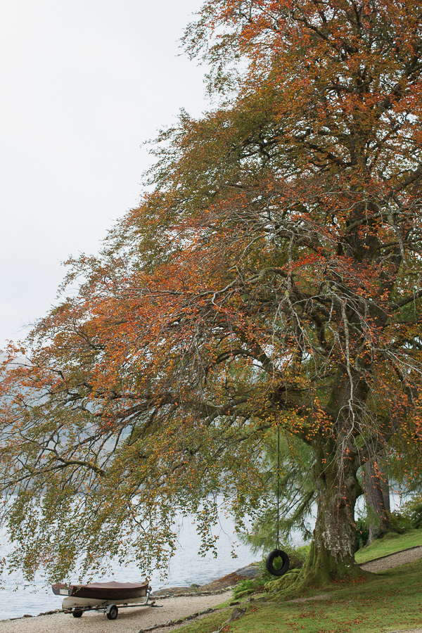 beech tree with boat on the lodeg on loch goil scotland