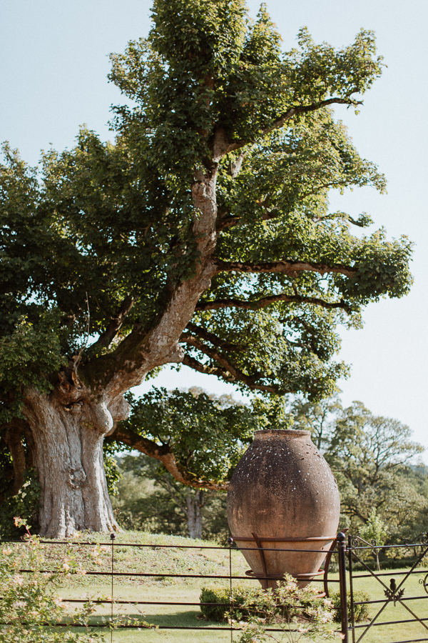 oak tree and giant vasein dumfries hosue garden