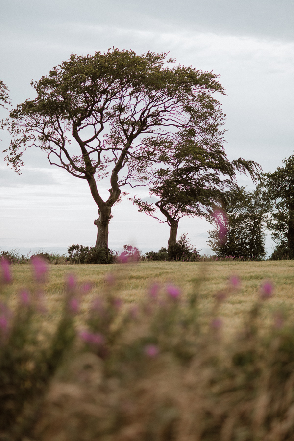 trees and flowers on the way to soarn castle