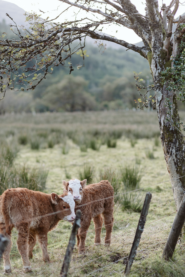 Wedding Photographers Glasgow The Lodge on Loch Goil 88